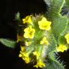thorny yellow wildflowers - 3